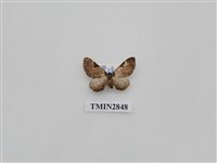 藏品(尺蛾566)的圖片